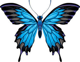 Butterlfy top view, vector isolated animal.