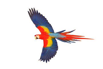 Fototapeta premium Colorful flying parrot isolated on transparent background png file 