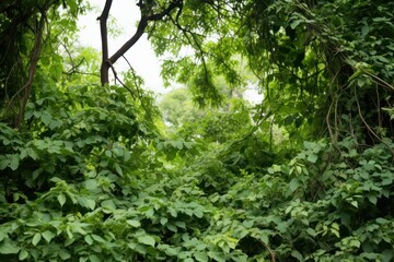 Wild bushes of Cayratia wild vines, or wild vine vine bushes, grow along with long pepper trees in the forest.