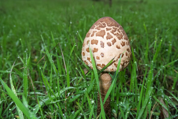 Drum mallet detail close up nature natural composition poisonous