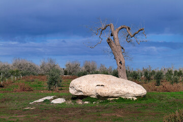 Pietra e olivo - massi della vecchia - Minervino - Salento