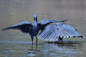 Black heron (Egretta ardesiaca)