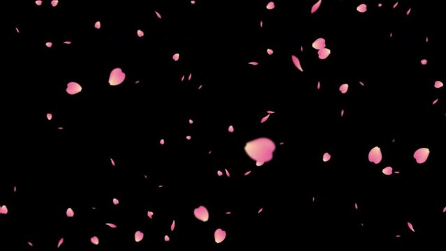 Sakura cherry blossom petals falling realistic spring decoration easter valentine wedding overlay 4k romantic background loop