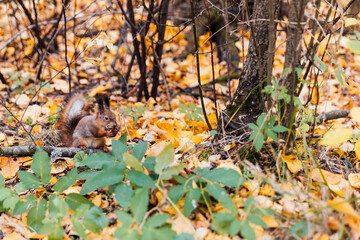 Wild squirrel eating a nut in autumn yellow forest