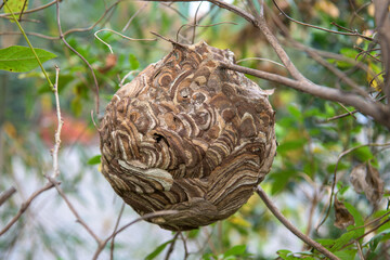 Naklejka na ściany i meble 藪の中に作られたスズメバチの巣 