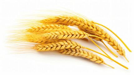 Closeup of Golden Barley