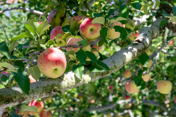 りんご農園　りんご畑　りんご狩り