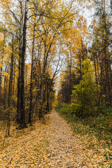 Road in autumn forest with yellow fallen leaves