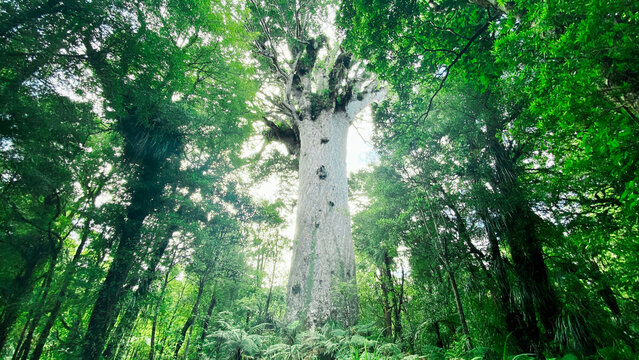 A big Tane Mahuta,Agathis australis tree in Waipoua
forest in north island of New Zealand