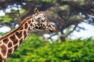 Reticulated giraffe, close-up, animal welfare concept