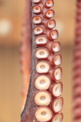 外に干してあるタコの足の部分アップ