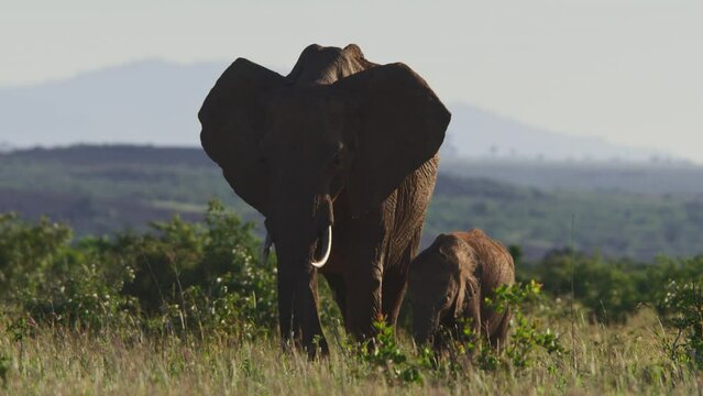 Wide shot of an elephant (Loxodonta africana) grazing with its calf across the savannah at sunrise in Africa.