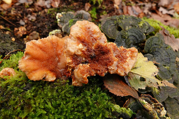 Closeup on a rusty brown form of the Singer - Blushing Rosette, Abortiporus biennis growing on a...