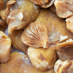mushrooms on a table