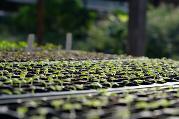 Lettuce seedlings in pit trays, 10 days old after planting seeds