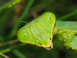 ハラビロカマキリ