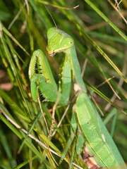 ハラビロカマキリ
