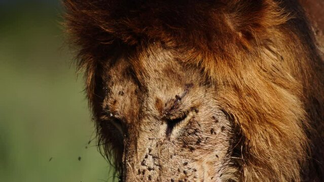 Close up of a lion's (panthera leo) head after feeding on its kill during the morning in Africa.