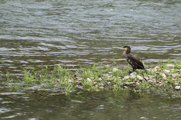 川の中の小さな洲にいる横向きの川鵜