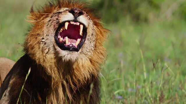 Close up of a lion's (panthera leo) head roaring after feeding during the morning in Africa.