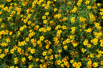 Carpet of flowers and green plants. Plant texture and background.