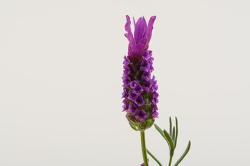 Jeden izolowany fioletowy kwiat lawendy francuskiej z bliska  - obrazy, fototapety, plakaty