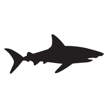 A black Silhouette shark animal
