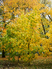 Autumn landscape. Composition of yellow and green leaves..Bright fall foliage as background or texture