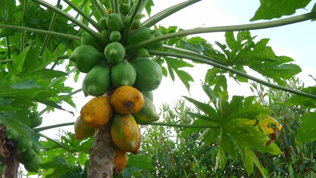 Discover the lush abundance as a papaya tree in Caatinga, Bahia, Brazil, proudly displays green and orange papayas, embodying the rich diversity and tropical allure of this unique landscape. 