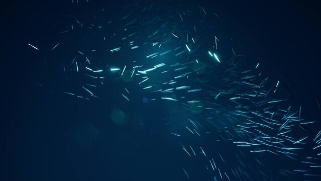 A lot of fish are hunting for plankton