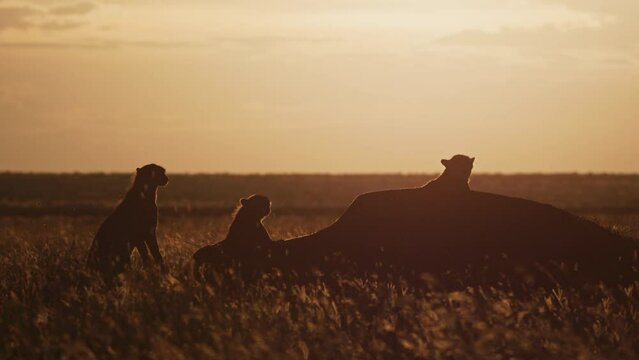 Silhouette of a coalition of cheetahs (Acinonyx jubatus) resting on a termite mound at sunset in Africa.