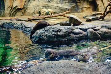 Obraz premium Eurasian Otters at the zoo