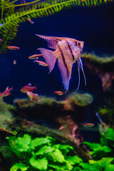 Tropical fish Pterophyllum scalare altum
