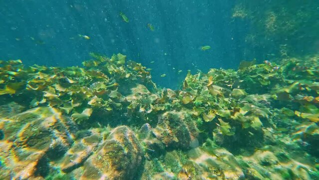 Underwater photo from Agia Marina beach in Marathonas with turquoise waters on a summer morning, Attica, Greece, 4K. 