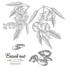 Brazil nut plant vector illustration. Hand drawn branch Bertholletia excelsa with nuts and flowers. Black and white engraved style.