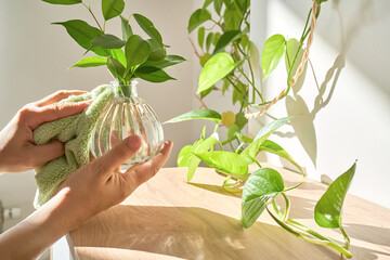 A woman's hand wipes a glass vase with a sprout with a soft plush rag.