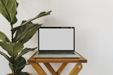Minimalist home office desk workspace with laptop computer on wooden stool, ficus lyrata plant with green leaves over white wall. Front view copy space blank mock up. Freelancer business template