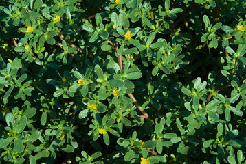 Purslane with yellow flowers. Dietary purslane rich in omega acids and beneficial microelements.