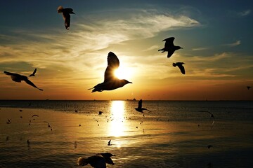 Seagull birds flying in sunset light over the sea.
