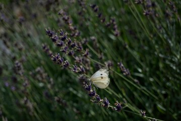 Schmetterling auf Lavendel 