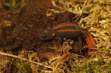 Closeup on the endangered Asian Red-tailed Knobby Newt, Tylototriton kweichowensis sitting on wood