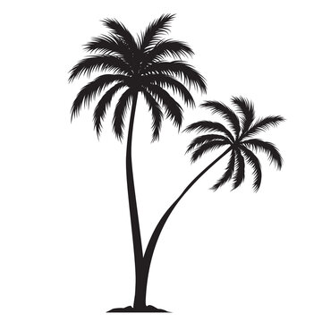 Two black palm trees shape, silhouette of an exotic plant. Illustration on transparent background