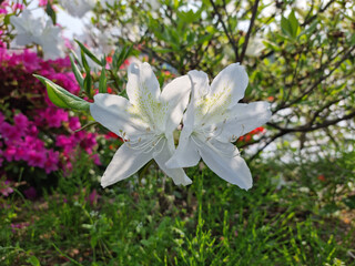 close-up royal azalea blossoms . white royal azalea blossoms .