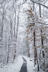 Snow forest alley