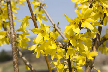 Forsythia(Golden bell flowers) in blue sky background.