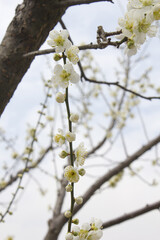 Apricot flower on nature background
