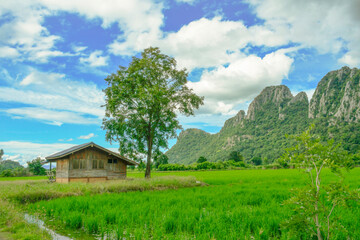 Mountain rice fields.