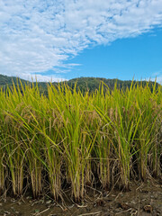 Ripe rice planted in the rice field.