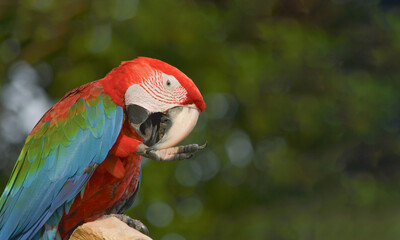 Macaw.