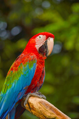 Macaw.